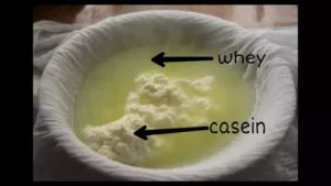 how is whey protein made?